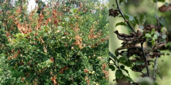 Почему «сгорают» деревья: бактериальный ожог плодовых обнаружен в 10 регионах России